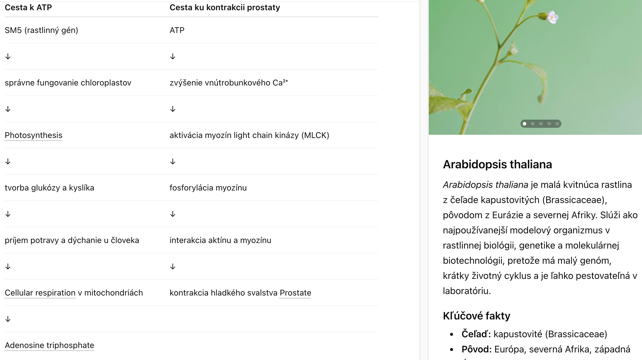 Dnes sme s vojačkami a ľuďmi okolo armády kecali, akoby sme vyliečili tie bolesti á ako to telo krajšie uvoľniť a liečiť. Toto nás spoločne napadlo:
